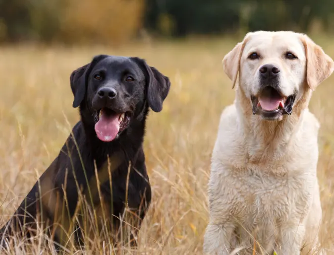 Two grown golden and the other black Labrador Retriever are sitting together in a grassy field.